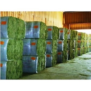 Heno de Alfalfa para alimentación Animal, estándar, asequible - Product Image 1