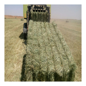 Foin d'herbe de Rhodes en vente à des prix de gros compétitifs pour les acheteurs d'aliments pour bétail - Product Image 1