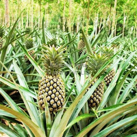 Sappige En Zoete Tropische Ananas/Boerderij Vers/Betaalbare Waarde/Gemaakt In Vietnam