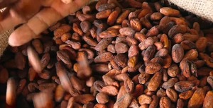 Prêt à être transformé en gros fèves de cacao fermentées séchées au soleil fèves de cacao vertes grillées et crues - Product Image 2