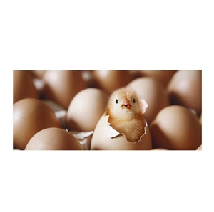 Proveedor con el Mejor Precio, Compre Huevos para Incubar de Pollo Cobb 500 y Ross 308 - Product Image 4