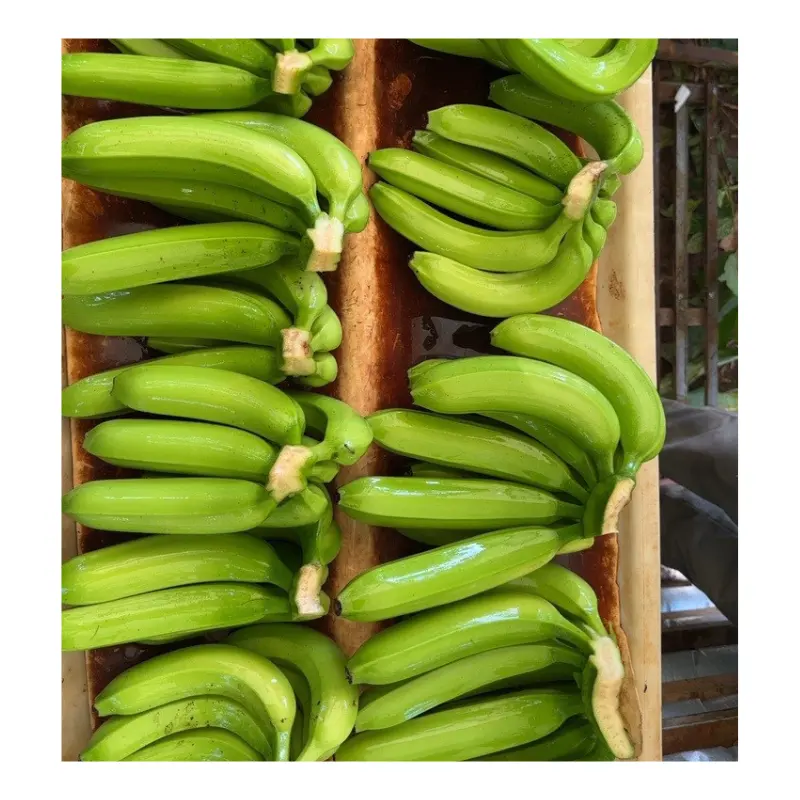 กล้วยควันดิชสีเขียวสด 4/5/6 หรือ 6/7/8 - กล้วยสด - ขายส่งผักและผลไม้สดจากเวียดนาม