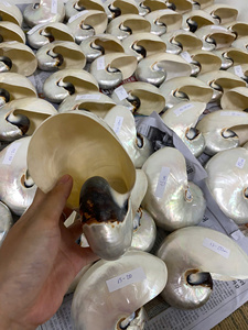 Trouvez les meilleures offres sur les coquillages de Nautilus polis en vrac Options multi-tailles et tarifs de gros disponibles - Product Image 6