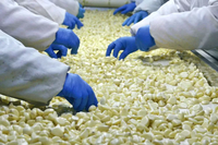 Diskon Mesin Pengupas Bawang Putih Otomatis Penjualan Terbaik dan Harga Yang Menguntungkan
