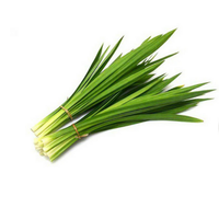 Feuilles de Pandanus vietnamien de qualité supérieure avec ANGLE de prix compétitif