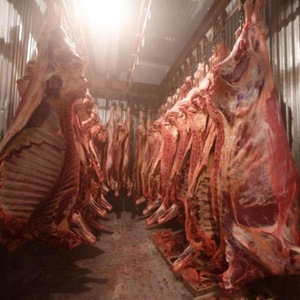 Carcasse de bœuf surgelée LQF de qualité supérieure, en vrac, nutritive, provenant de France, à vendre - Product Image 4