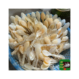 Fine Dining Quality Seashell Spoon Fabriqué à partir de nacre de conque Parfait pour servir du caviar dans des restaurants élégants - Product Image 1