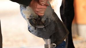 Soporte de pezuña de servicio pesado para caballos Gato de pezuña de herrero ajustable con base redonda estable Cuna de pezuña y recorte de herrero de poste - Product Image 6