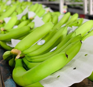 BANANES CAVENDISH FRAÎCHES DE HAUTE QUALITÉ AU MEILLEUR PRIX - Product Image 6