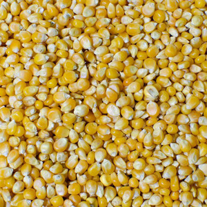 ข้าวโพดเหลืองพรีเมียมปลอดจีเอ็มโอ ไม่เหนียว สำหรับอาหารสัตว์ เมล็ดแห้ง แหล่งผลิตแคลิฟอร์เนีย คุณภาพส่งออก ขายส่งจำนวนมาก - Product Image 5