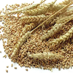 Venta de Semilla de Trigo Argentina | Comprar Grano de Trigo | Grano de Alimentación