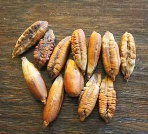 Graines de dattes entières Tos 250g, naturelles, nettoyées, séchées, qualité alimentaire, marque privée, vente en gros, Turquie, durée de conservation de 48 mois - Product Image 3