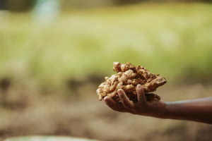 Aceite Esencial Puro de Jengibre 100% Fresco, Destilado al Vapor - Product Image 3