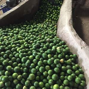 มะนาวไร้เมล็ดสดพรีเมียมจากเวียดนามสำหรับส่งออก - Product Image 1