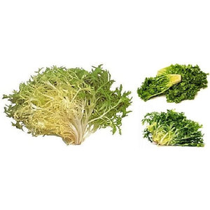 Proveedor mayorista a granel de endivia achicoria: verduras de hoja amarga de grado superior más vendidas - Product Image 5