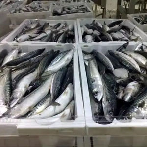 Boîte d'emballage congelée de poisson entier faible en gras de saumon catégorie a - Product Image 1