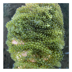 Raisins de mer Vibrant Green & Juicy, Raisins de mer Trendsetter dans la nourriture aux algues, Raisins de mer Préparation facile pour des plats modernes Naturels en vrac - Product Image 1