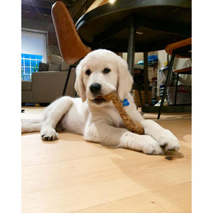 DOG CHEW STICK FROM COCONUT / CLEAN MATERIAL / HIGH QUALITY / SAFE BITE - Product Image 2