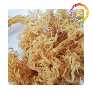 สาหร่ายทะเลคอตโทนีแบบดิบสำหรับใช้เป็นวัตถุดิบคาร์ราจีแนนและอาหาร ขายส่ง |   เวียดนามผลิต - Product Image 3