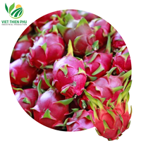 Vers Wit Drakenfruit/Vers Rood Drakenfruit Groothandelsprijs Hoge Kwaliteit Klaar Om Te Exporteren Uit Vietnam