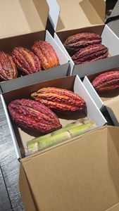 Granos de Cacao Crudos Orgánicos Verdes, Semillas de Cacao Enteras, Ingredientes de Chocolate Naturales Sin Procesar de Primera Calidad para Hornear y Venta al por Mayor - Product Image 4