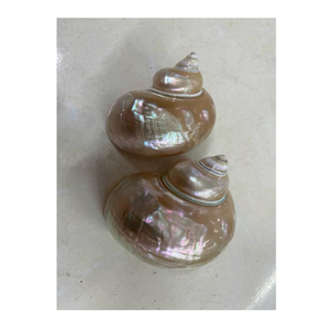 Concha artesanal de 99 Gold Data Vietnam en verde y blanco para exhibición artesanal y embalaje de regalos - Product Image 2