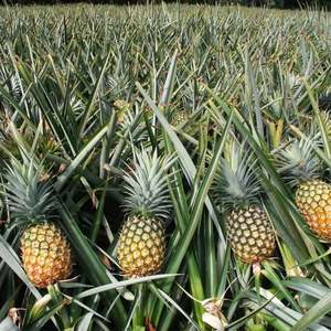 Fruta de piña de exportación congelada a precio competitivo en venta - Product Image 5