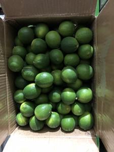 LIME FRAIS SANS GRAINES-La meilleure option pour une exportation standard de haute qualité et au meilleur prix - Product Image 3