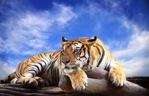 <span class=keywords><strong>Papier</strong></span> <span class=keywords><strong>peint</strong></span> de tigre de Sibérie animal de style moderne pour canapé de salon toile de fond TV <span class=keywords><strong>papier</strong></span> <span class=keywords><strong>peint</strong></span> mural personnalisé pour les murs - Product Image 6