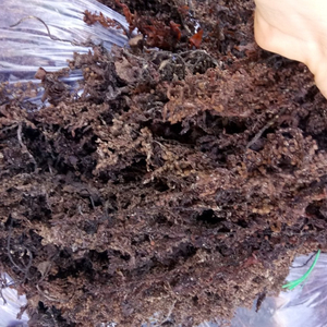 สาหร่ายทะเลซาร์กัสซัมแห้งเกรดพรีเมียม – สาหร่ายทะเลสีน้ำตาลเกรดส่งออกจากเวียดนาม สำหรับใช้ในอาหารและอุตสาหกรรม - Product Image 5