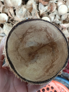 Cáscara de Coco Procesada para Uso Industrial, Producción Artesanal y Procesamiento de Carbón - Product Image 3