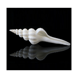 เปลือกหอยเปลือกหอยธรรมชาติสำหรับตกแต่ง Fusinus undatus - Product Image 2