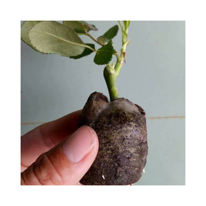 Noyau pur de noix de coco jiffy pour jardin de graines plantées fabriqué en vietnamien - Product Image 3