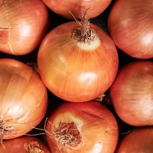 Nouvelles récoltes d'oignons jaunes, légumes frais, vente en gros d'oignons frais - Product Image 5