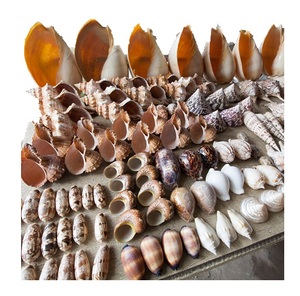 Concha de Caracol 2024 de nuevo diseño, conchas de trompeta de concha marina Natural de alta calidad de fábrica, concha de caracol para decorar el arte - Product Image 1