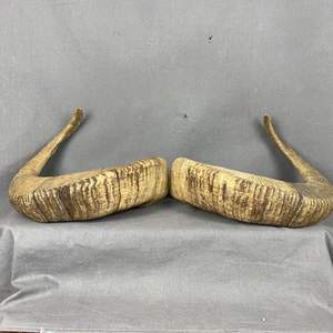Shofar pulido Kosher GGO de la mejor calidad, cuerno de carnero Natural ecológico para fines religiosos, artesanía de soplado de Shofar - Product Image 3