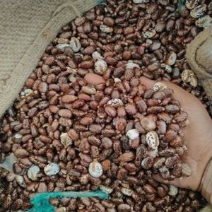 Semillas de Ricino Premium al por Mayor, Crudas, Naturales, Marca Personalizada, Alta Calidad, Agricultura, Entrega Rápida, Mejor Precio, Origen Tailandés, 2 Años de Caducidad - Product Image 1