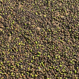 La mejor calidad, Terminalia seca natural india, Chebula (negro), hierbas Choti Harad Haritaki, bolsas de vida útil de 2 años, SPDK Agrosphere - Product Image 1