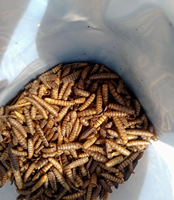 Larves de mouches soldats noires séchées de qualité supérieure/séchage de bouffée jaune Nourriture sèche pour animaux de compagnie à base d'insectes au meilleur prix pour les grossistes