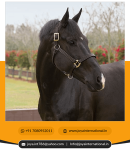 Nouvelle mode réglable doux cheval licou confortable corde en cuir triple couture sécurité d'abord fabriqué par Top marque - Product Image 3