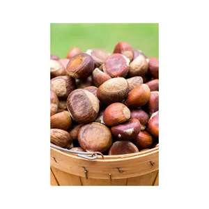 Top Grade Chest nuts / Chest nuts kennel raw fresh chestnuts