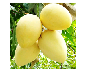 High Quality <b>Fresh</b> <b>Mango</b> Vietnam Supplier For Bulk Order - Sweet Keo <b>Mango</b> And Cat Chu <b>Mango</b> For Export Buyers - Product Image 5
