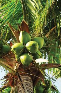 Noix de coco vietnamiennes fraîches expédiées maintenant en Amérique! - Product Image 3