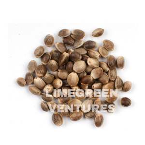 Graines de cœurs de chanvre décortiquées biologiques à double langue, exportation en gros depuis l'Inde, durée de conservation de 12 mois - Product Image 4