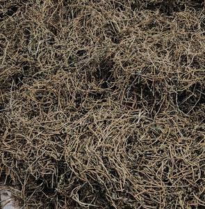 <b>Dried</b> Brahmi Herb Whole <b>Plant</b> | Pure Ayurvedic Raw Material | Bulk Wholesale India - Product Image 6