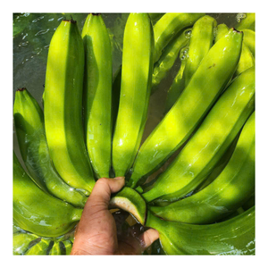 Bulk supply of <b>Fresh</b> Cavendish Banana from Vietnam with neatly trimmed hands and firm shape for international standards - Product Image 1