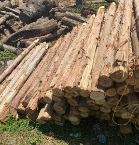 Best Wood Piles for Construction/<b>formwork</b>/structural Timber, Wood Stakes with Cheap Price and High Quality - Product Image 2