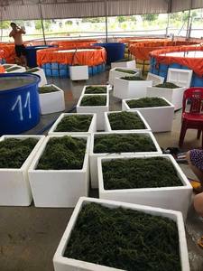 Dried Sea Grapes Caulerpa Lentillifera Premium <b>Seaweed</b> for Wholesale Export from Vietnam - Product Image 2
