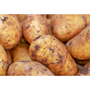 Patatas irlandesas frescas de calidad superior Precio de fábrica a granel Venta al por mayor Mejor grado Natural Farm Fresh Healthy Potato Supply - Product Image 5
