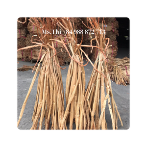 VENDO JACINTO DE AGUA SECA A PRECIOS ASEQUIBLES ORIGINARIO DE VIETNAM EN 2024/Sra. Thi - Product Image 6